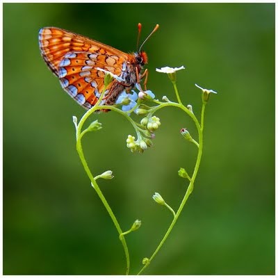 butterfly on heart-shaped plant